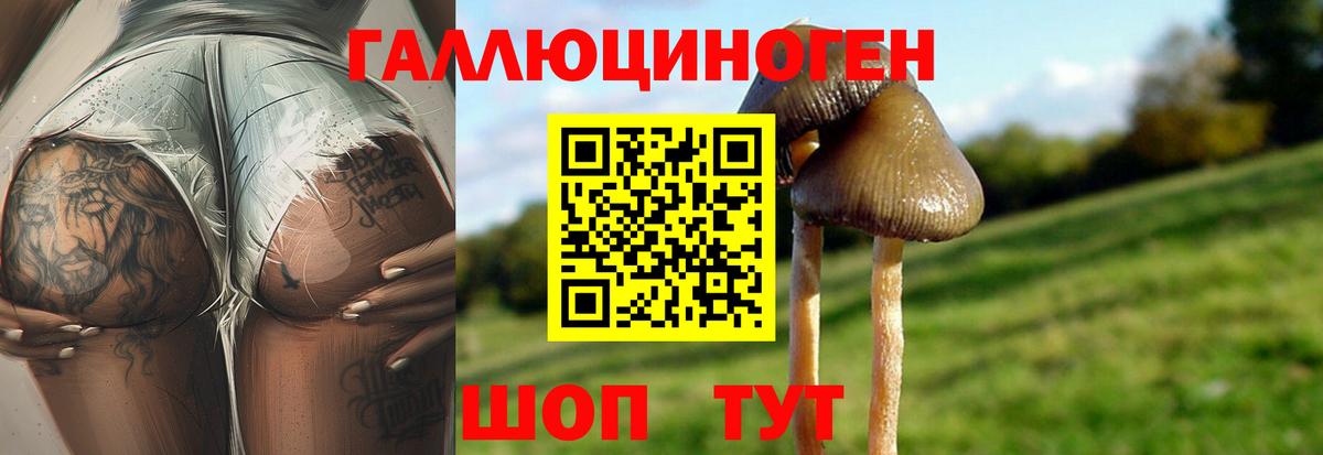 Галлюциногенные грибы Psilocybe Ейск